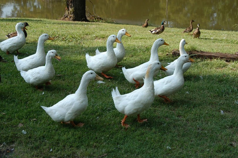 DeerCreekDucks_02.JPG